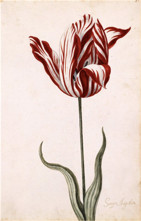 17 世纪 Semper Augustus 郁金香