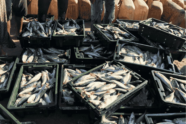 Actividad pesquera sostenible en la región del Pacífico, fuente clave de materias primas marinas