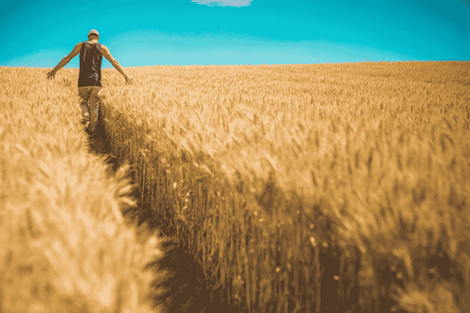 Cosecha de trigo como materia prima agrícola esencial en la economía global