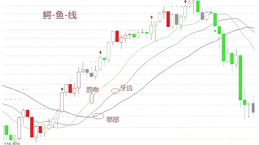 鳄鱼线（Alligator Indicator）