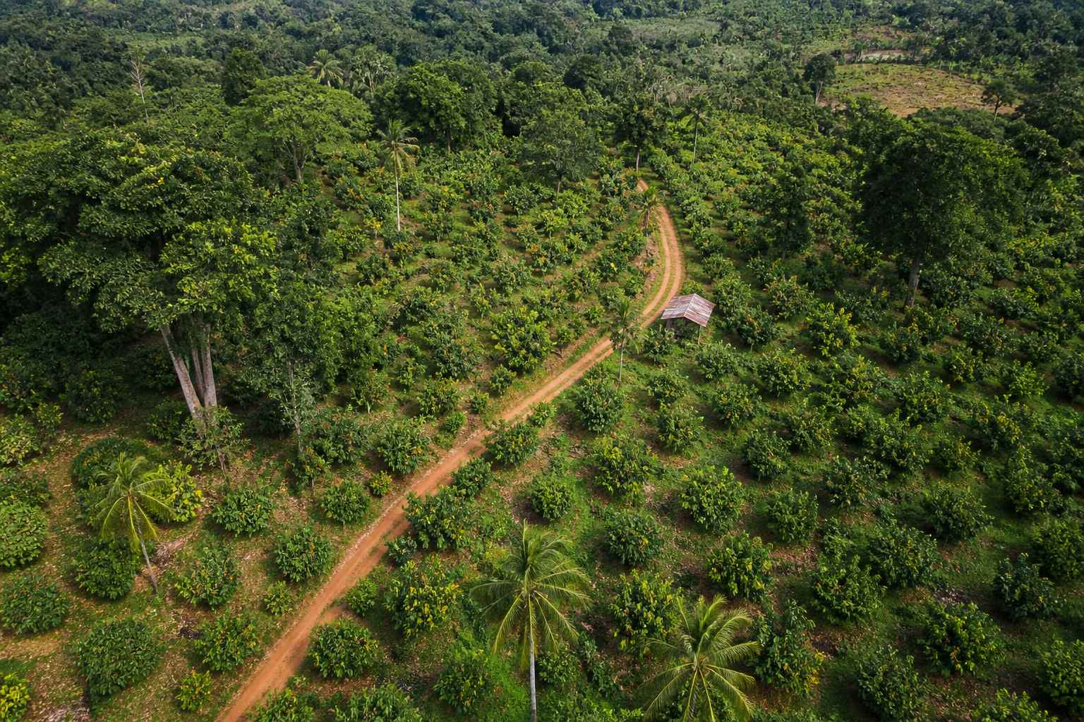 Afrika Barat Menjaga Risiko Pasokan Kakao Tetap Ada