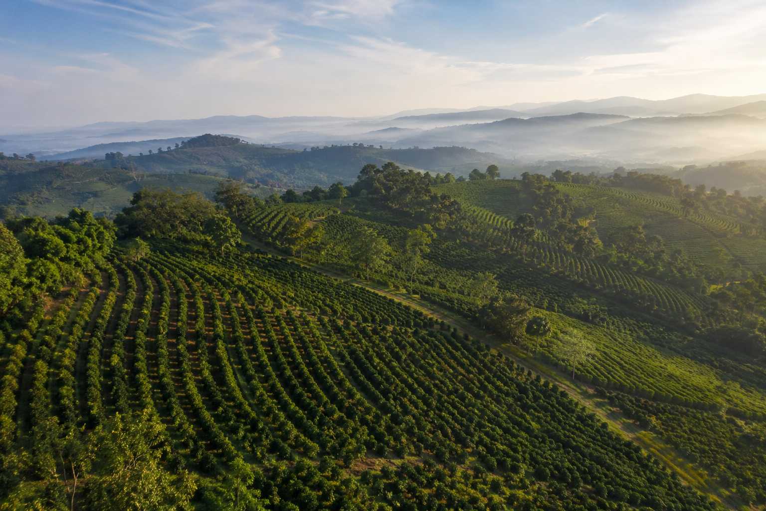 What Must Happen Before Coffee Prices Fall